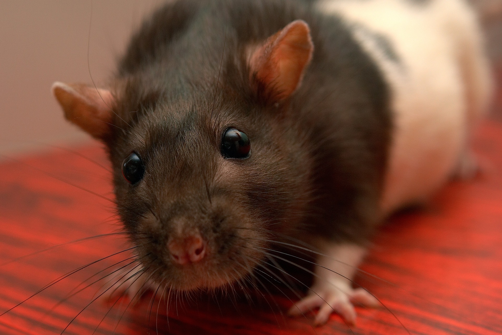 Choosing a Safe Exercise Wheel for Your Rat Understanding Pet Fancy Rats