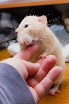 dumbo fawn pet rat licking hand