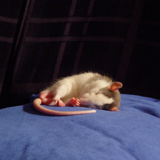 juvenile roan blaze rat sleeping