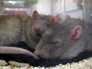 Mink/Blue rats sleeping