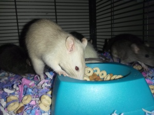 Champagne Ruby Eyed Male Rat Tossing Cheerios Around In The Pretty Pink & Purple Carefresh Bedding