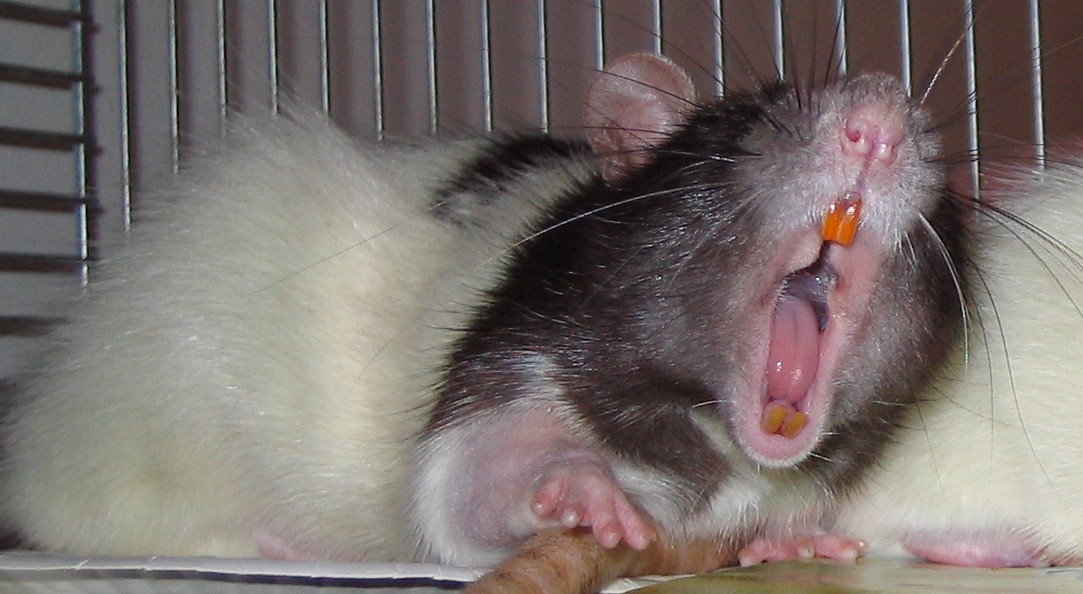 rat yawning and sleepy