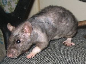 patchwork hairless rexing rat