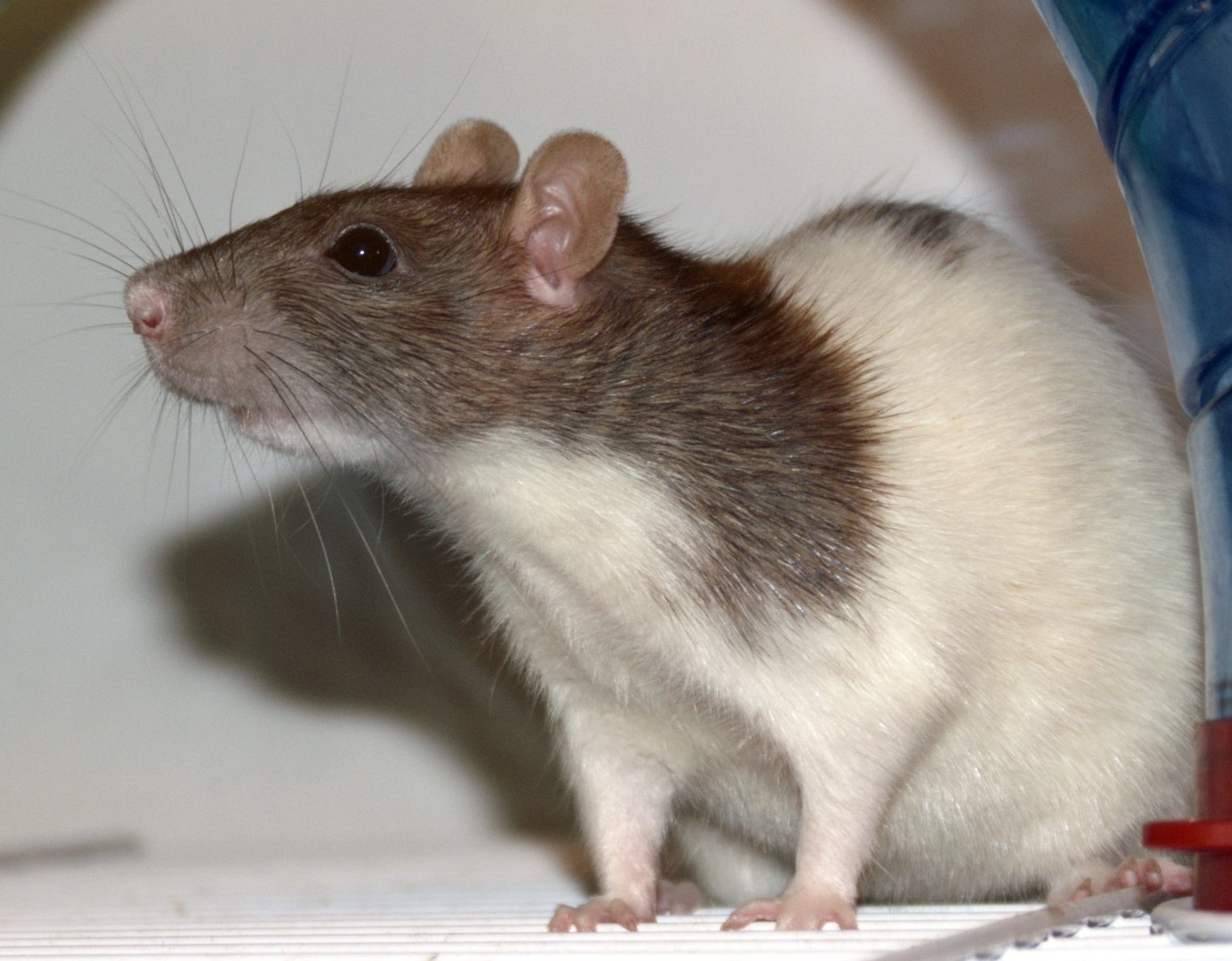 Are Rats Dangerous How To Trap Wild Rats With Humane Rat Traps Understanding Pet Fancy Rats
