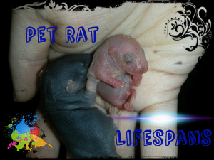 pet rat lifespans