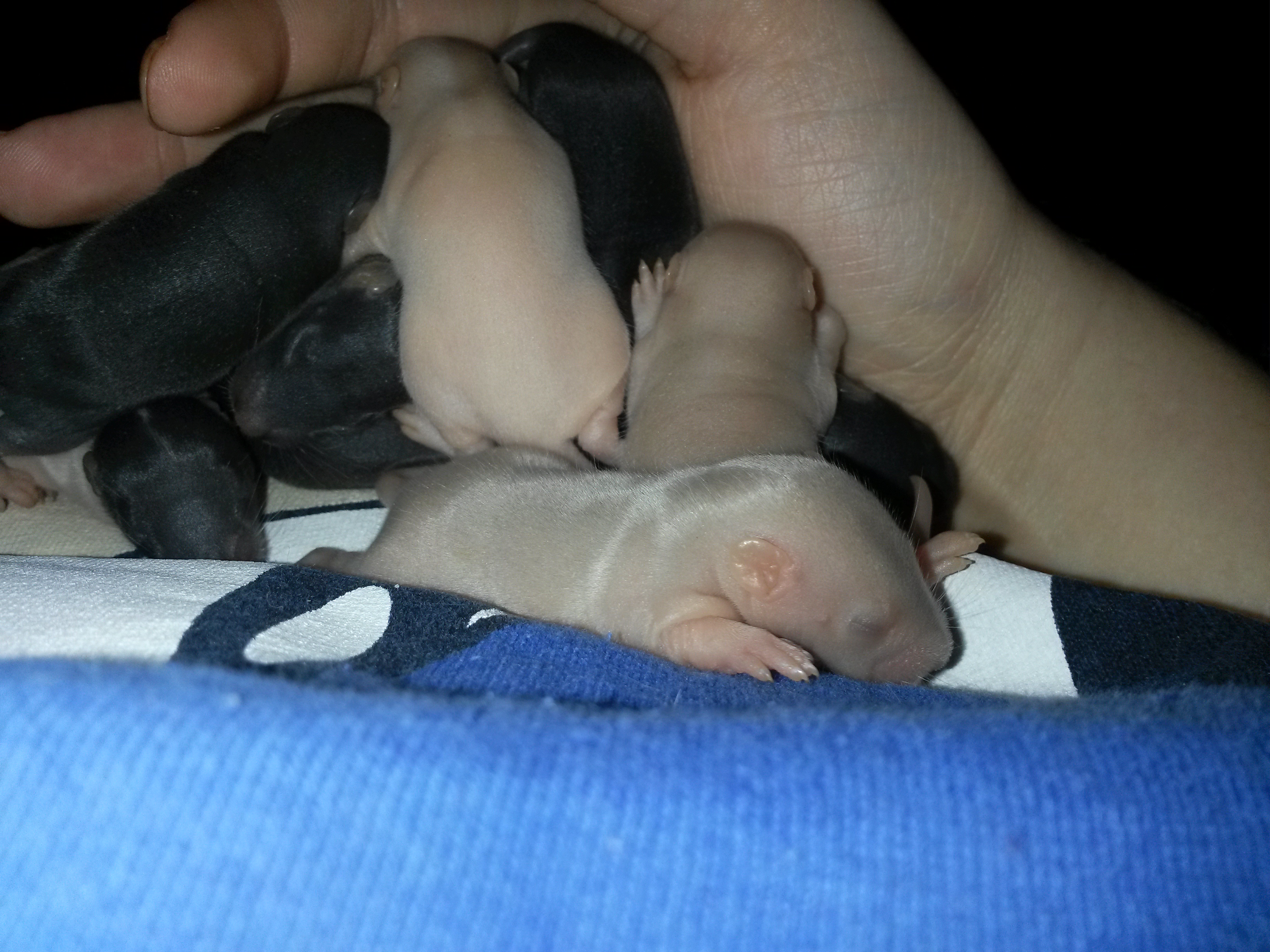 7 day week old rat pups babies