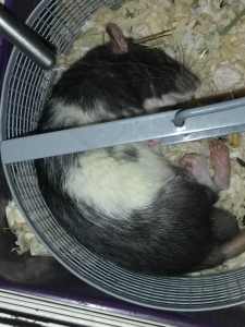 pet rat sleeping in wheel