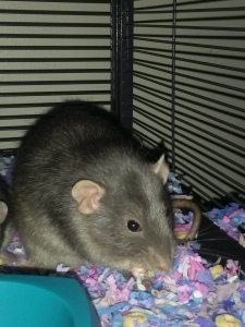 dumbo rat eating cheerios