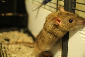 rexed agouti female rat. She's not dumbo eared, but top eared!