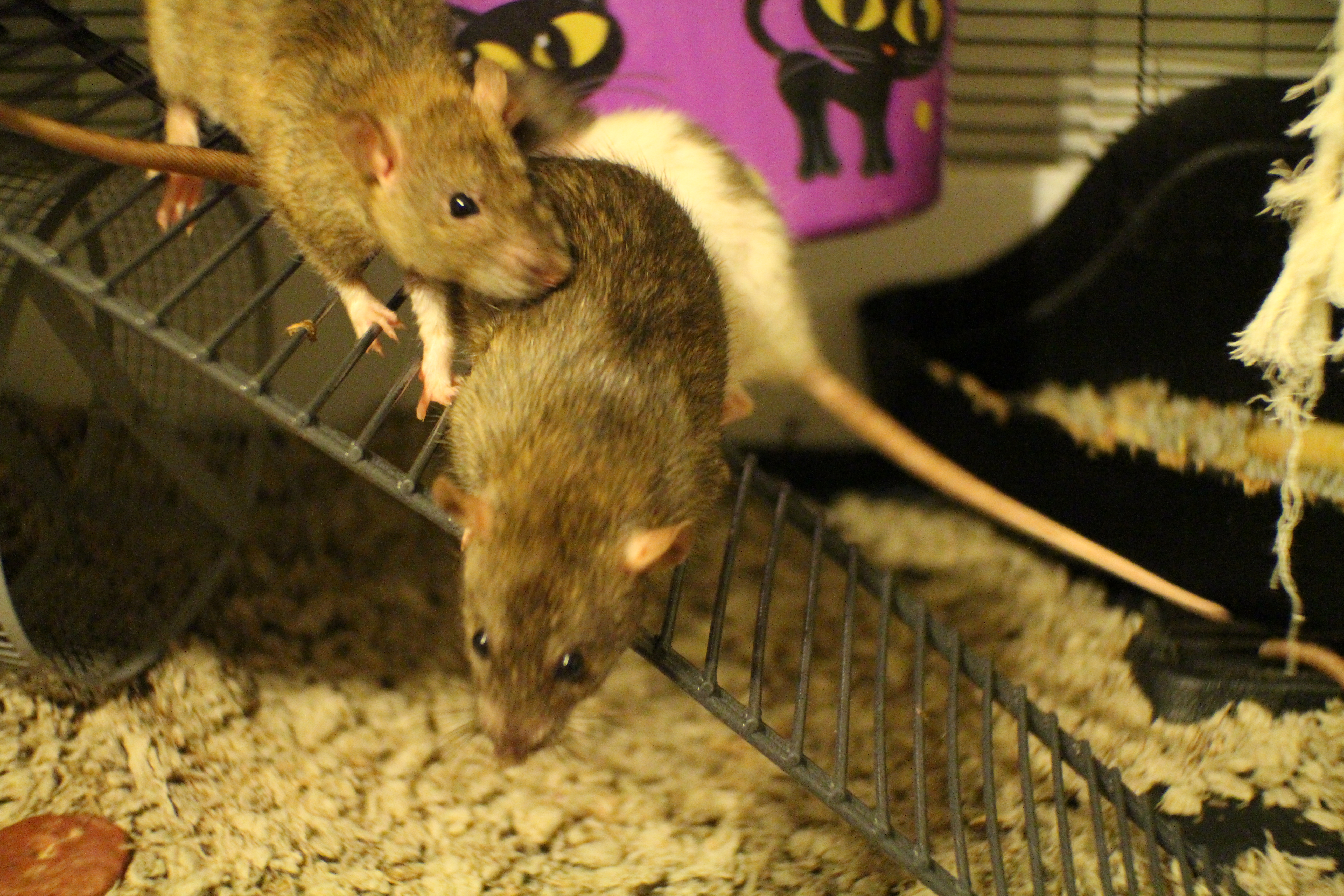 best bedding for rats smell
