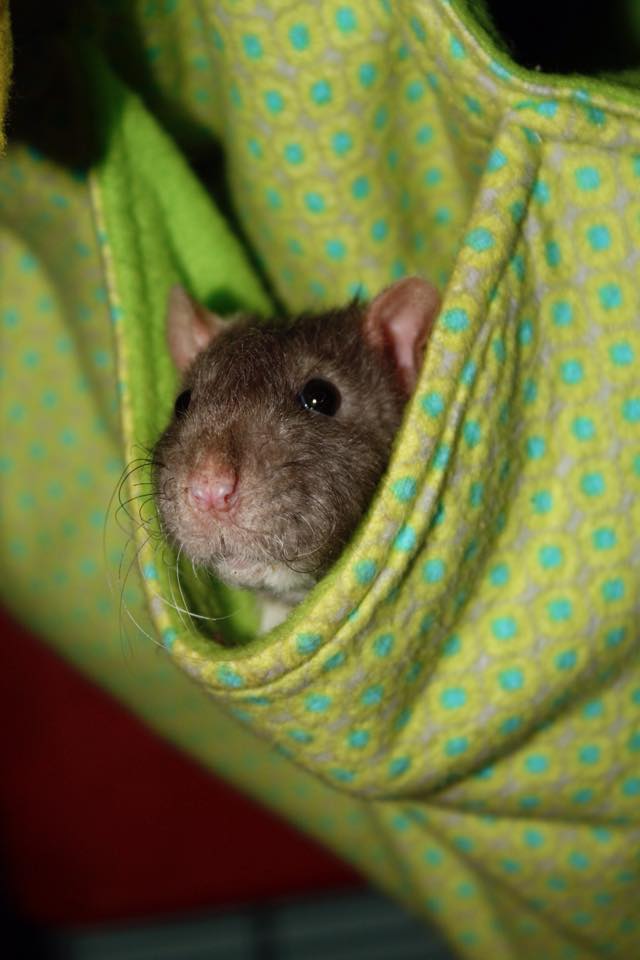 Rat in a hammock. Courtesy of Maria Harrison, of BRats Hammocks https://www.facebook.com/Bratshammock