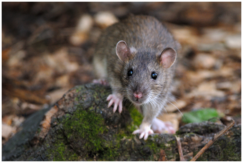 history of the pet brown rat Rattus norvegicus