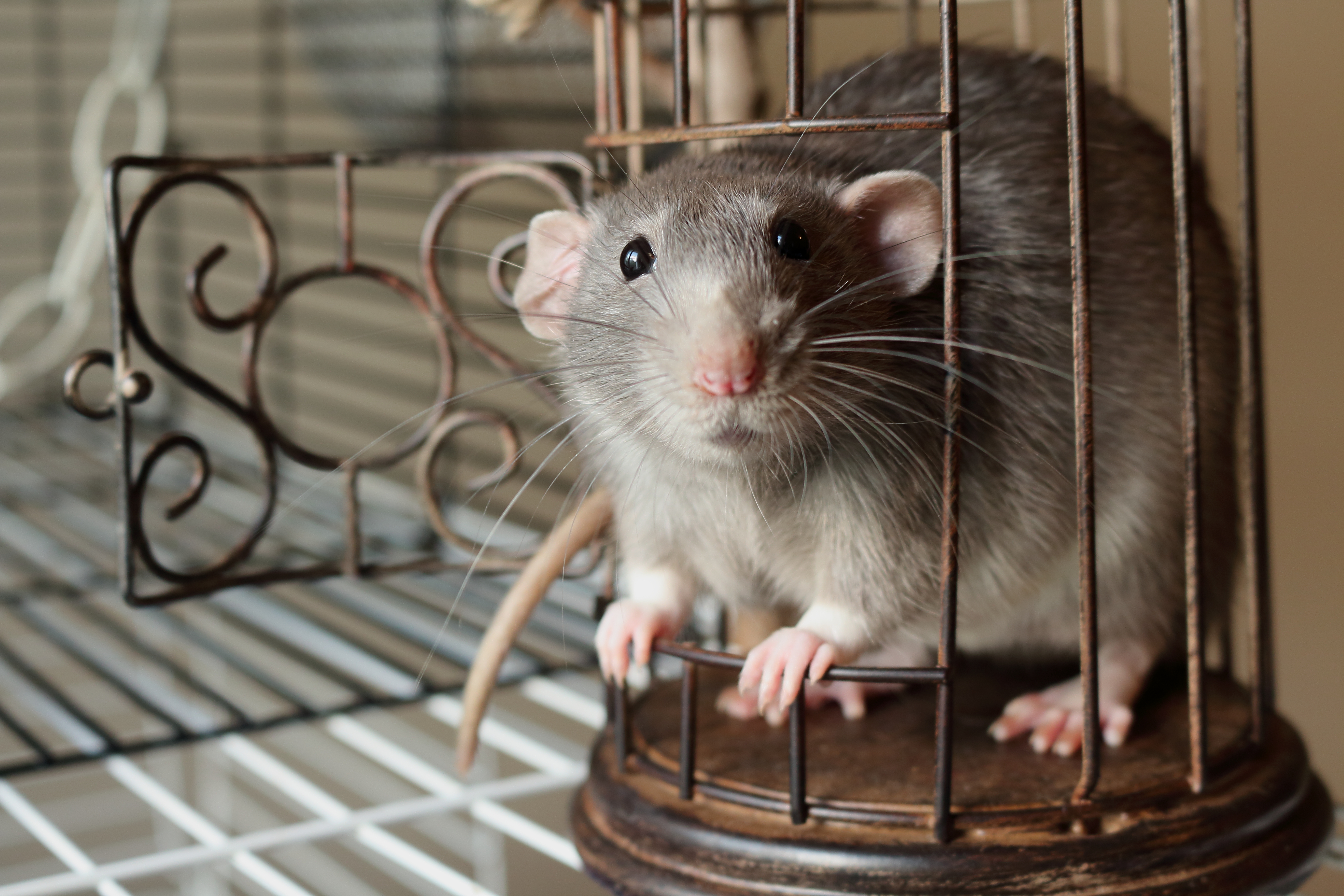 The Hooded Rat Understanding Pet Fancy Rats