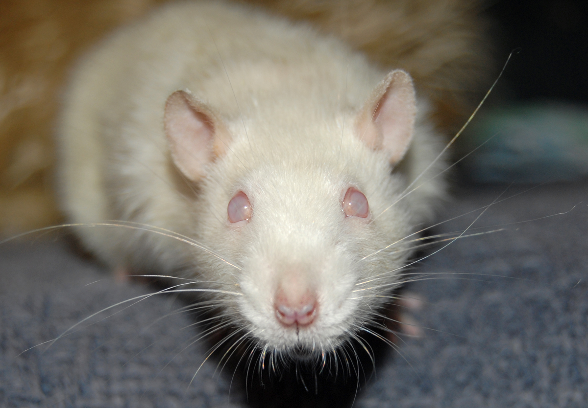 white rats with red eyes babies