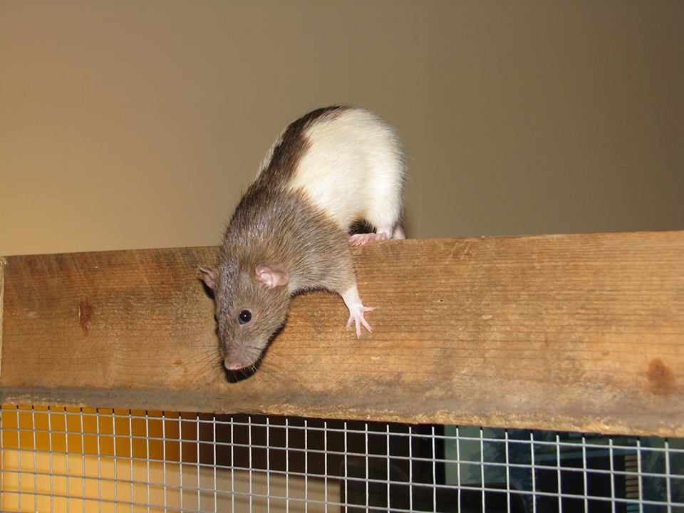 Agouti Hooded Rat.