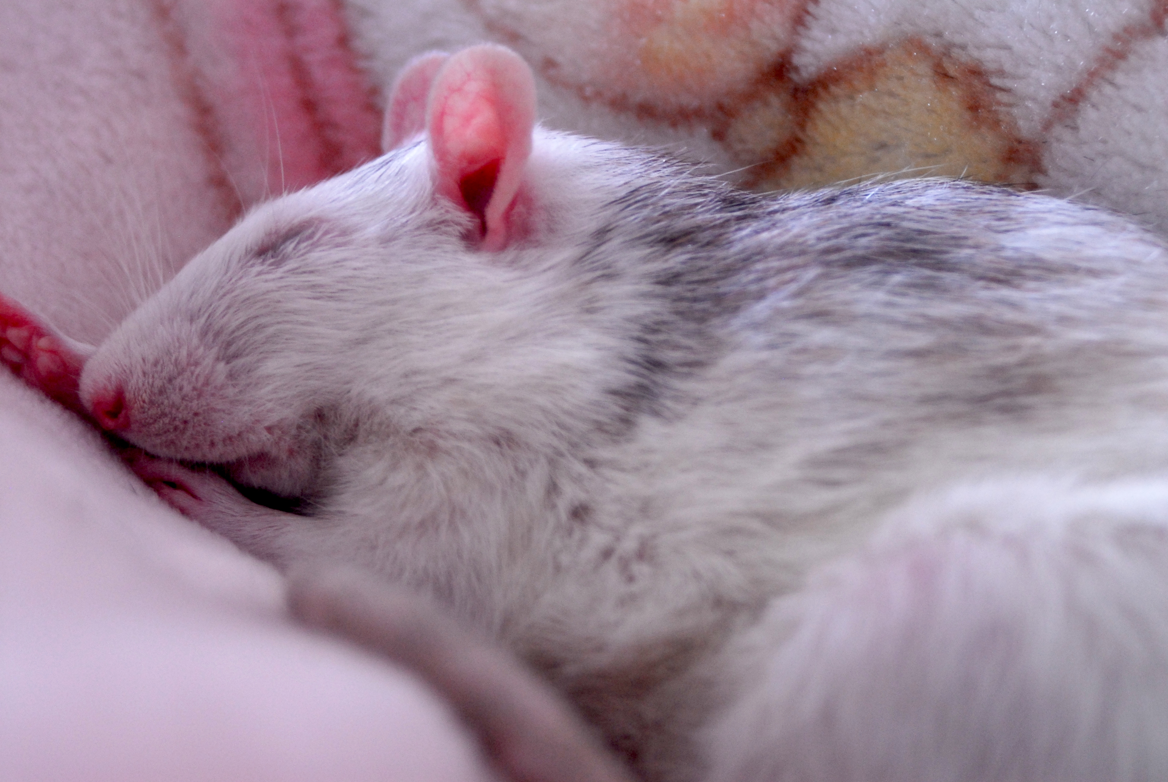 Sleeping rat has its eyes closed. Sometimes, rats will sleep with their eyes open; but it isn't very common. Photo Credit: Starsandspirals via Flickr