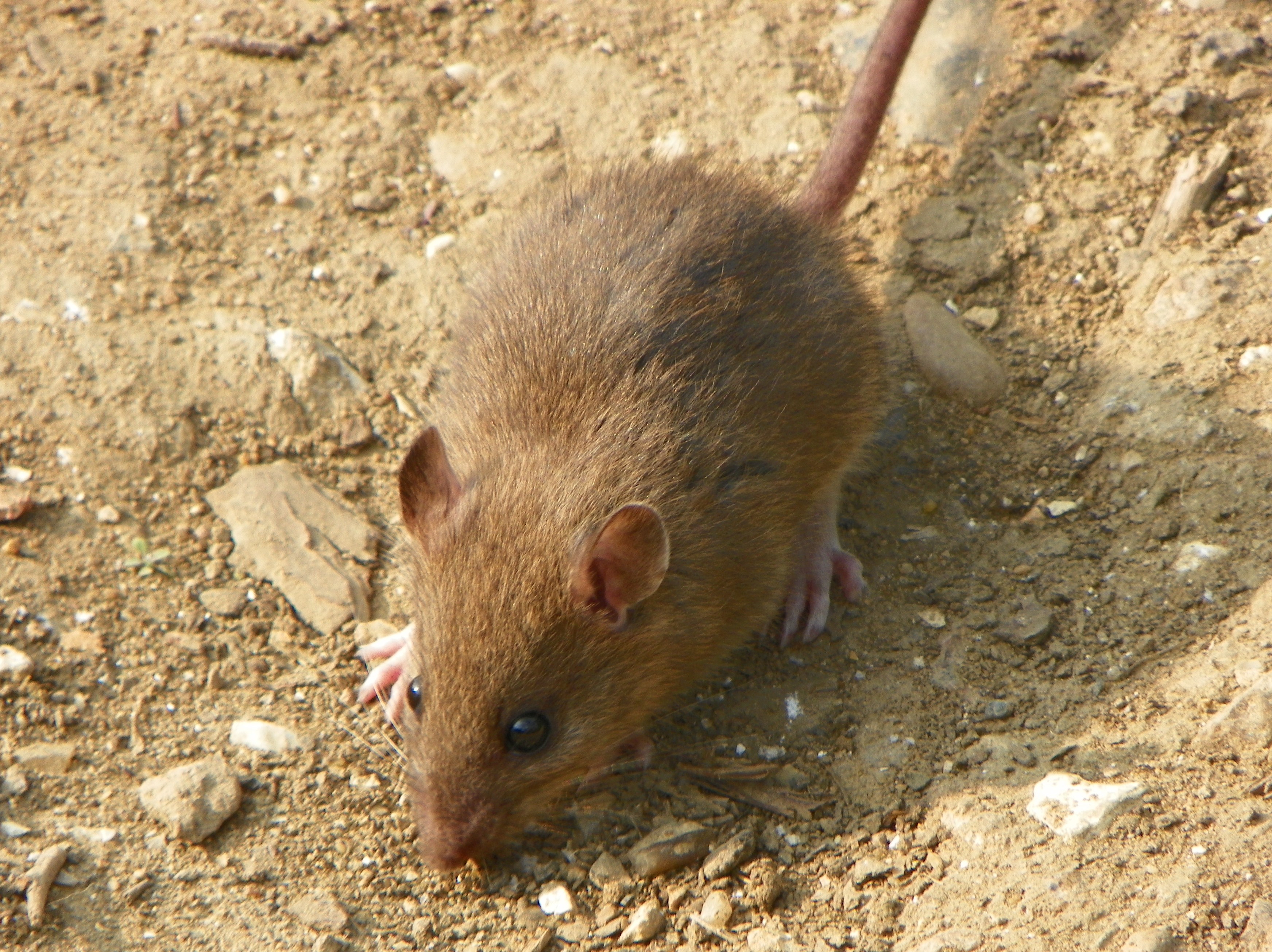 Обыкновенная серая крыса. Мышь уличная. Коричневая крыса. Полевая мышь. Крыса коричневая Полевая.